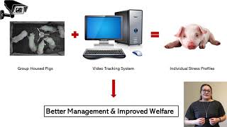 Using video tracking systems to improve animal welfare | J. Muszik