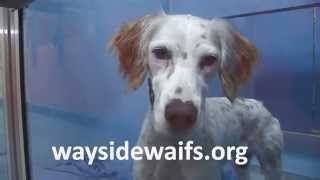 Wayside Waifs Pet Adoptathon