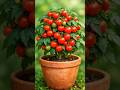 🍅 This Tiny Plant Grew 50+ Tomatoes! 😱🌱 #Shorts