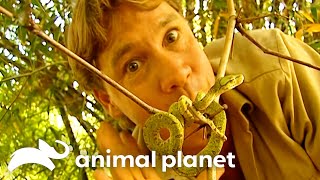 Steve And Terri Irwin Explore The Wildlife Of Cape York Crocodile Hunter Animal Planet