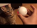 勝手に転がる不思議なボールを猫たちに買ってみました！