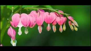 lagu aceh biidjeh - bungong