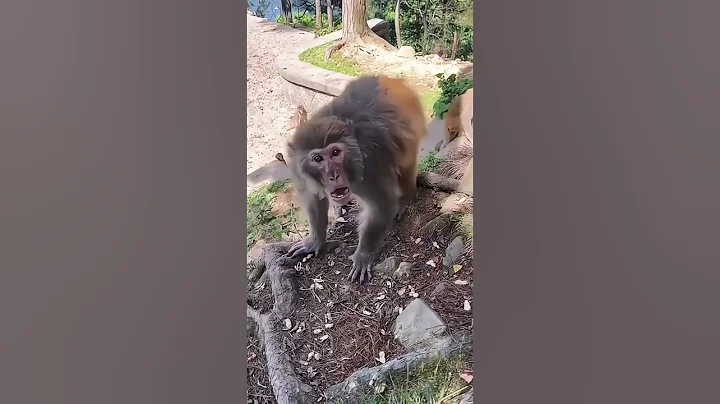 Caught on Camera 🐒 || Unbelievable! Monkeys Stealing Food Right Out of Bags || Funny Animal Videos