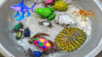 Kem Ốc và cua Chanel lái xe công nông chở con cua, cua xanh, rùa màu sắc, con ếch, cá mập xanh, nhện