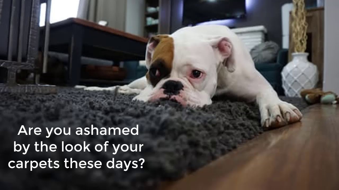 Carpet Cleaning & Upholstery Cleaner Service North Hobart TAS 7000 YouTube