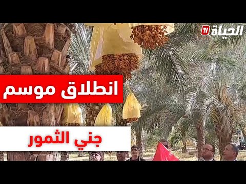 باتنة انطلاق موسم جني التمور