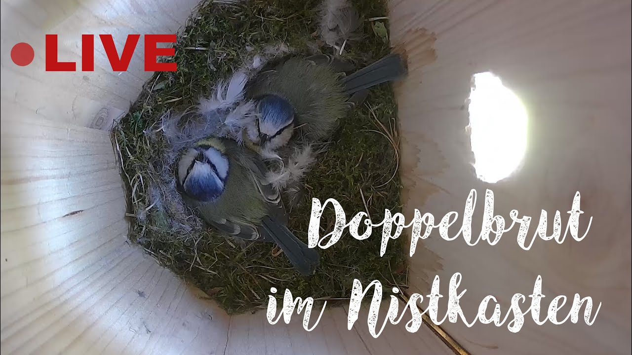 Doppelbrut der Blaumeisen am 29.04.2025 / Two blue tit females share one nesting box