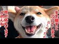 突然ペットホテルに2泊させられて寂しすぎた柴犬ハナshiba inu