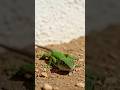 When Machines Replace The Forest #shorts #lizards #geckos