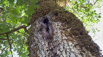 Wild Honeybees at the Galbreath Wildlands Preserve