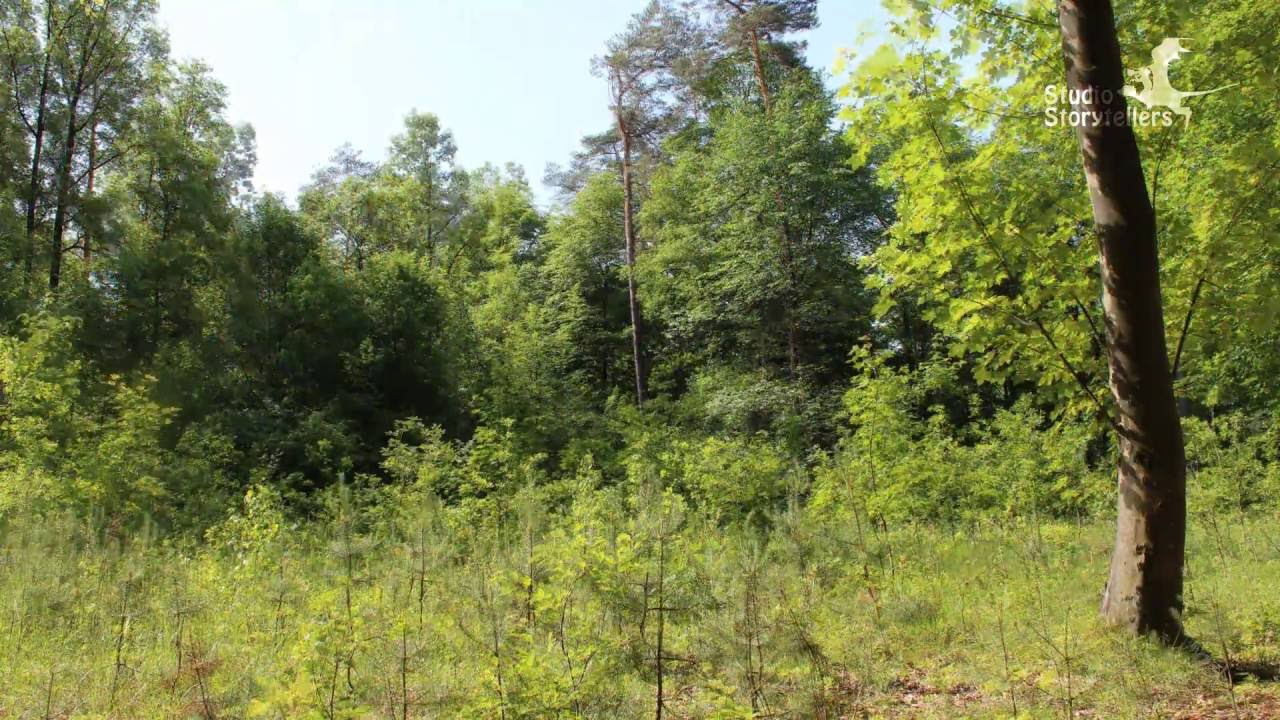 365 day time lapse of changing four seasons in a forest