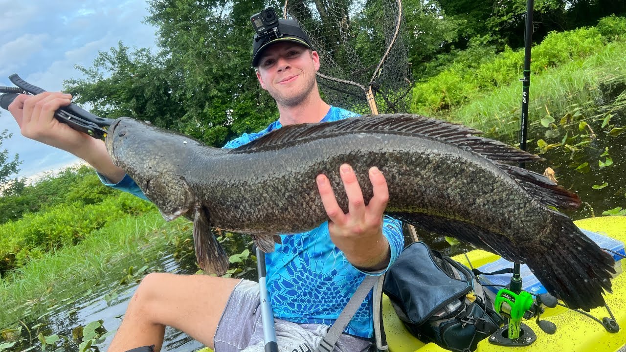 HUGE SNAKEHEADS CAUGHT IN MARYLAND! YouTube