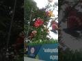 A great initiative by Kerala government to construct this flowers using waste water bottles