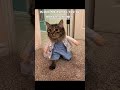 If I have 200 views..😁 #funny #relatable #cat #memes #trending #viral #youtubeshorts #shorts