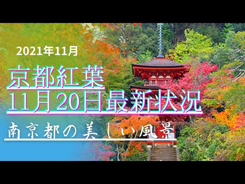 誰にも教えたくない京都紅葉穴場スポット🍁ゆっくり紅葉散策できます！