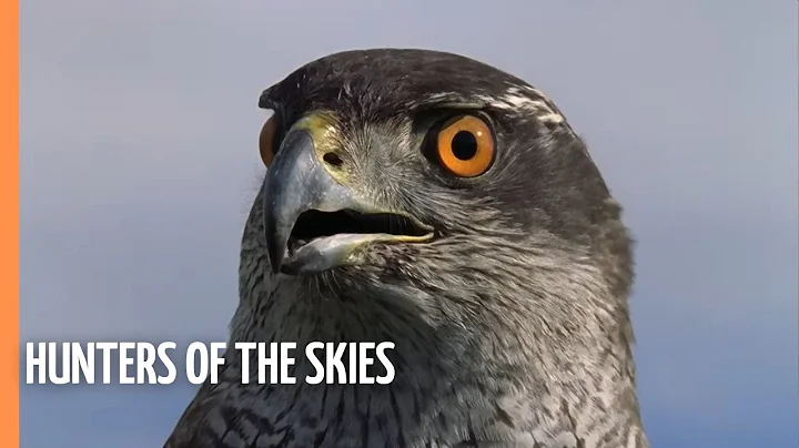 Hunters Of The Skies | Full Documentary