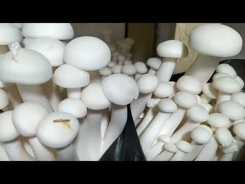 Грибний блок Шімеджі (Hypsizygus marmoreus, Мармуровий опеньок) для домашнього вирощування, видео 1