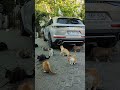 Yaşayan semtler araçları da içine alır. #ds7 #ds #kedi #martı #shorts