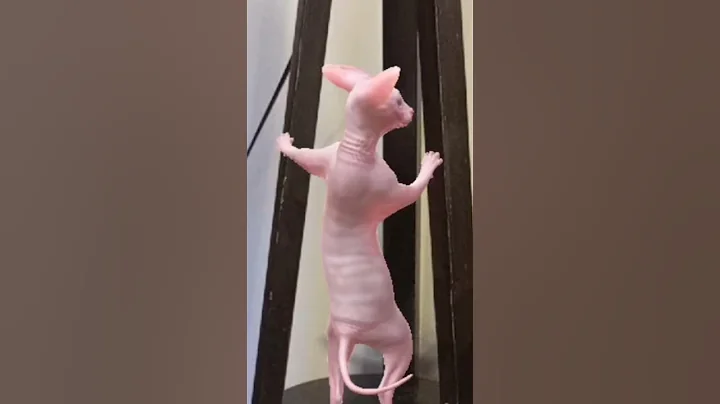 Video 11092831: sphynx hairless cat, dancing sphynx cat, funniest sphynx cat, sphynx cat meets