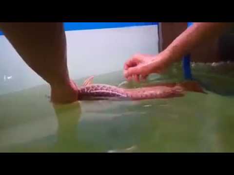Cara Cabut sisik ikan arwana 