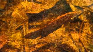 Download Lagu Wasserkelche (Cryptocoryne) und Betta foerschi -DIscoveryPlanet- Download Lagu Wasserkelche (Cryptocoryne) und Betta foerschi -DIscoveryPlanet-