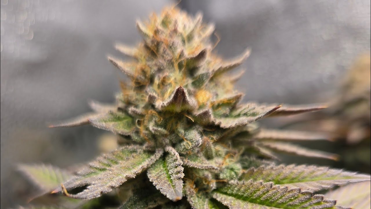 Grow lights/ SPIDER FARMER GLOW 30!!!! PART 1. Unboxing