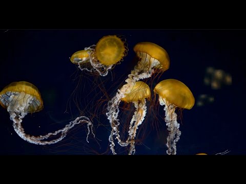 Unbelievable Study Trick: Josh's Jellyfish Music Holds the Key to INSANE Levels of FOCUS!