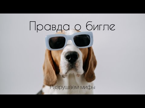 Правда о породе бигль. Результаты опроса. Разрушаем мифы