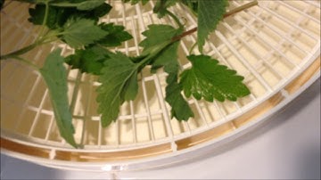 Growing, Harvesting, and Storing Catnip From Your Garden