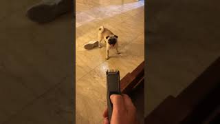 Crazy Pug Shave Time . Come Say Hi To Cookie