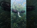 You’ll be amazed by this fishing technique🎣Short #Fishing #UnderwaterTechnology #Viral #FishingLife