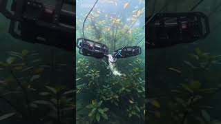 You’ll be amazed by this fishing technique🎣Short #Fishing #UnderwaterTechnology #Viral #FishingLife