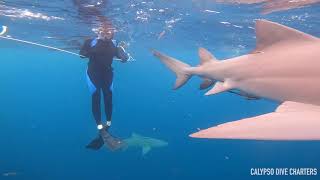 SHARK DIVING IN PALM BEACH AND JUPITER FLORIDA. LEMONS SHARKS WITH CALYPSO DIVE CHARTERS