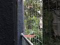 invisible Safety Grill #newsong #song #shortvideo #gurgaon #shorts #shortsfeed #viral  #birdsblocker