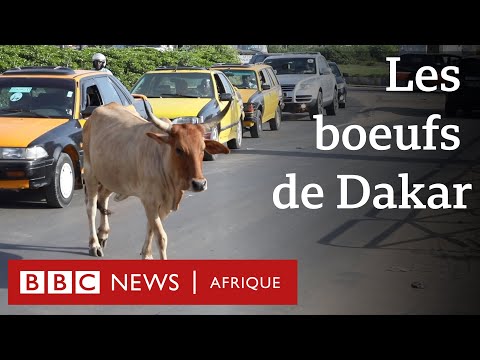 Des boeux se pavanent dans les rues de Dakar - Sénégal