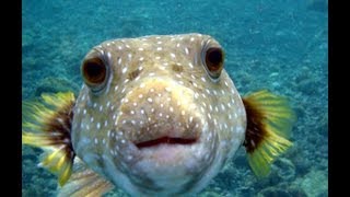 Amazing Underwater Puffer Fish HD