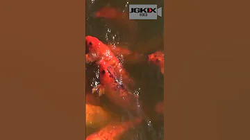 Koi Fish Beautiful Fish Amazing Koi Koifish Japan Hawaii Jgkix 