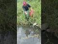 Walang kawala ang mag asawang karpa #viralvideo #fishing #short #trending #amazing