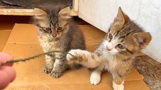 Boxer kittens are preparing for the championship by Istanbul Cats 948 views 9 days ago 2 minutes, 29 seconds