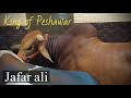 King of peshawar jafar ali bulls  cattle enthusiast