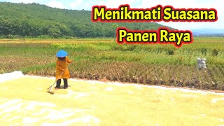 Suasana Persawahan Desa Raharja  Panen Padi