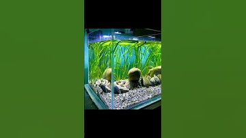 DIY. Basic Low tech Planted tank setup. #aquarium #fish #aquascape #aquariumfish #plants #nepal #diy