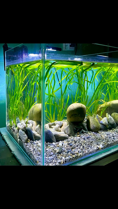 DIY. Basic Low tech Planted tank setup. #aquarium #fish #aquascape #aquariumfish #plants #nepal #diy