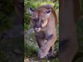 The Mountain Lion | Puma #shorts