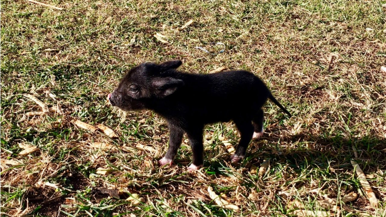 Two Day Old Piglet Rescue on the Road to Hana (Maui, HI) HD | dramaticsunflower