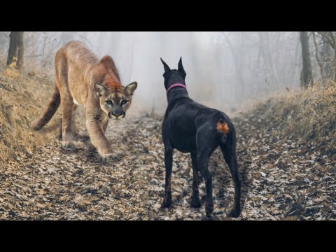 Vídeo: Uma Besta Misteriosa Atacou Um Homem Com Um Cachorro Andando Na Floresta - Visão Alternativa