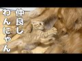 子猫に付き合う優しすぎる愛犬・・・