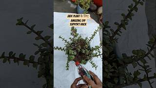 Jade plant के लिए amazing DIY support hack