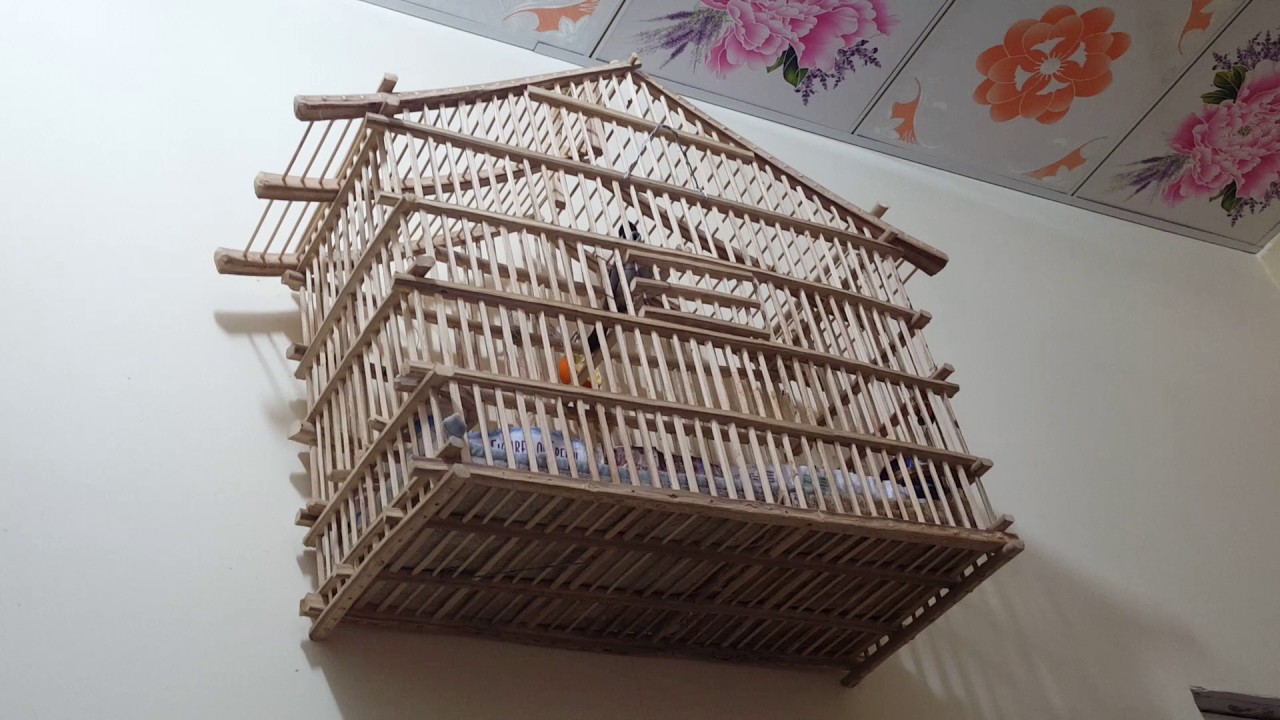 بلبل كطعاوي البلبل المرعب الذي وصل سعره $2100 للأستفسار07707517319