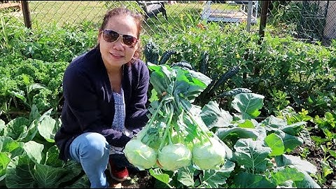 SU HÀO: CÁCH CHĂM SÓC, PHÂN BÓN VÀ THU HOẠCH HIỆU QUẢ CAO